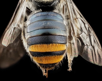 Honey Bee Giclee Print - Large Format Wall Art