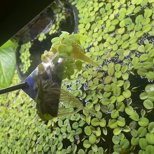 Salvinia Minima Floating Plants – Large Bag Portion – Betta & Shrimp Safe – Fast-Growing Aquarium Plant