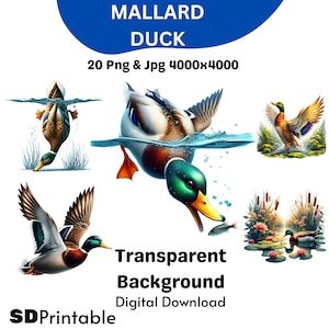 Wildlife clipart, prachtige mallard duck clipart, 20 hoogwaardige png- en jpg-bestanden, digitale download, afdrukbaar, commercieel gebruik