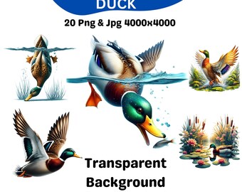 Wilde eend clipartset, hoge resolutie png jpg-bestanden (digitale download)