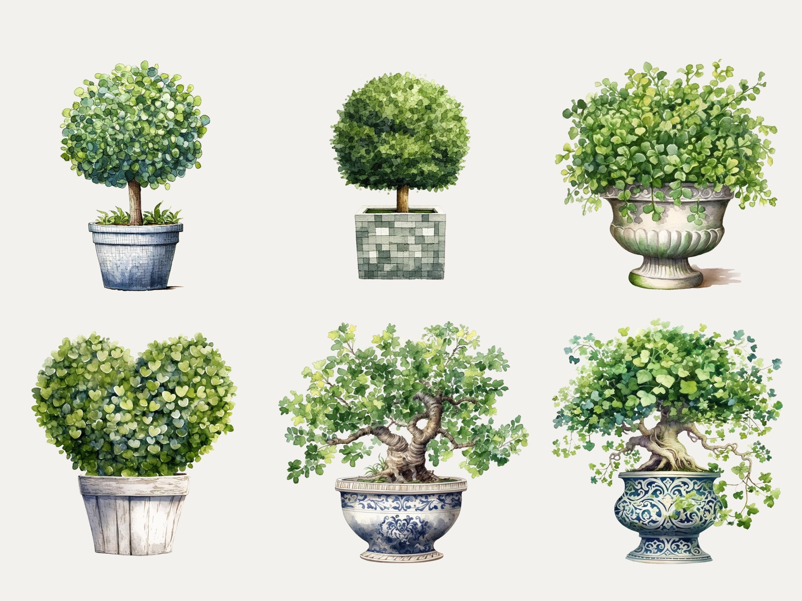 Topiary Planter Watercolor Clipart Bundle Potted Plant Free - Etsy