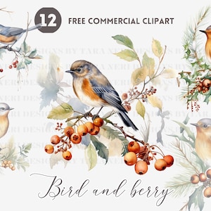 Bird on Holly Berry Branch watercolor clipart bundle, Holly Berry free commercial PNG set, Bird on tree Illustration, Seasonal Clipart