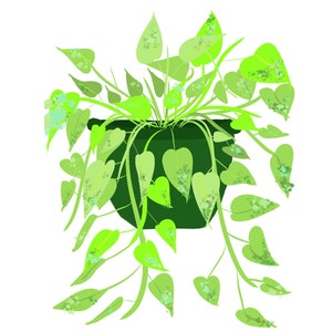 May include: A green potted plant with heart-shaped leaves hanging over the edge of the pot. The leaves are a light green colour with a speckled pattern.