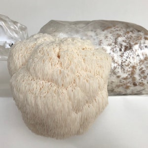 Lions Mane Mushroom Grow Kit, Ready to fruit, No Soaking Required!