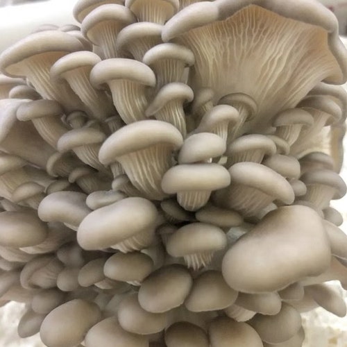 Pohu Oyster Mushroom Grow Kit, Ready to fruit, No Soaking Required!