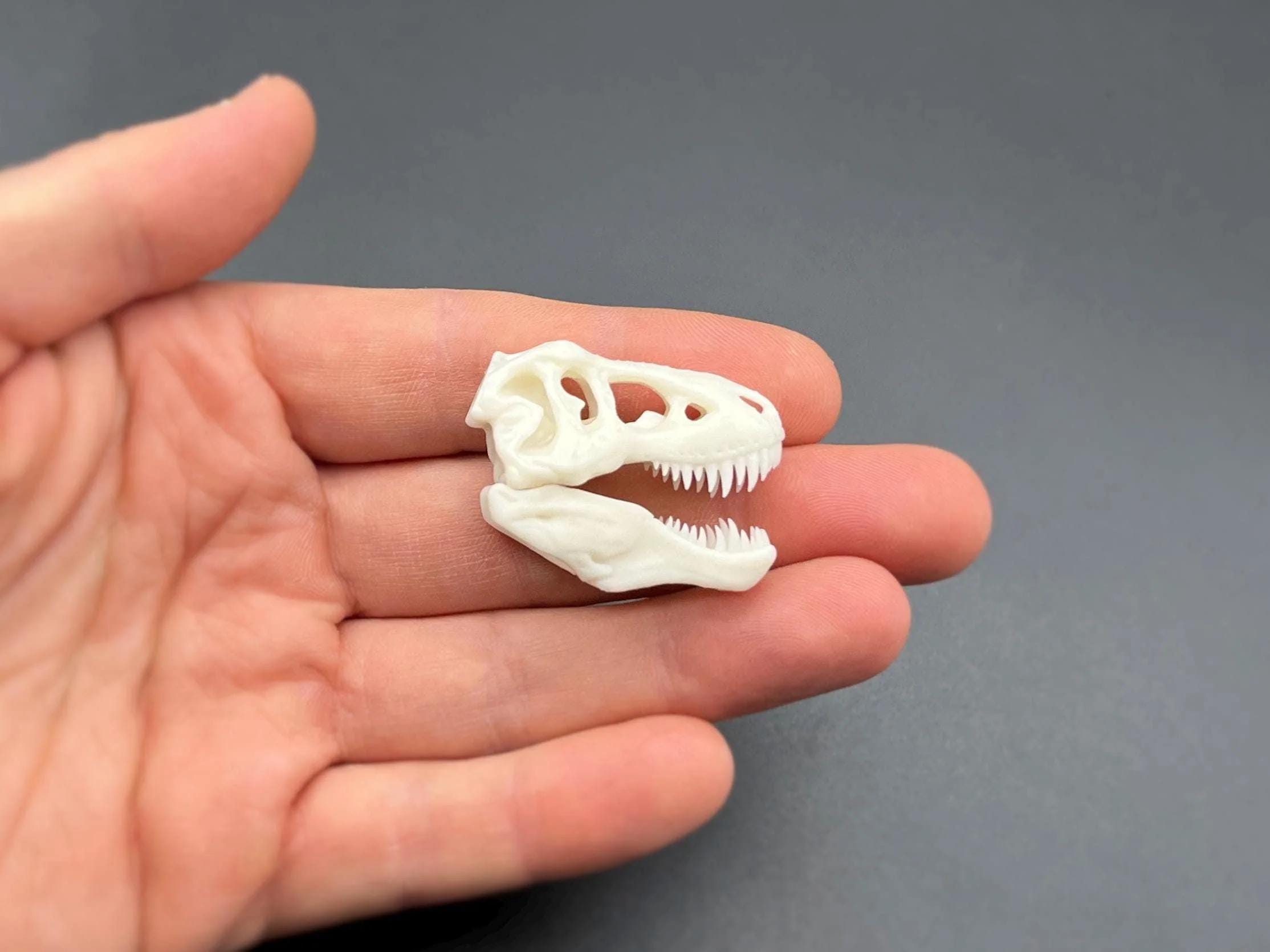 Crâne de T-rex en obsidienne noire - France