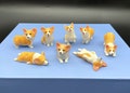 Miniature Corgis. 'Orange' / Red and White Corgi Dog. Puppy 1:12 Scale Model product logo