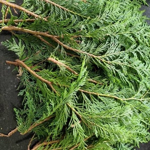 30 x Fresh natural conifer/cyprus foliage cuttings for garlands, wreaths, table arrangements etc