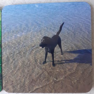 May include: A square coaster featuring a photograph of a black dog standing in shallow, clear water. The dog is positioned in the centre, with its tail raised and its reflection visible on the sandy bottom beneath the rippling water surface.