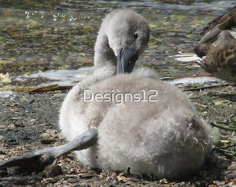 Fluffy Cygnet photo, photographic print, glossy Paper,Taken in Devon, A4, animal photo, bird photo, Cygnet gift, pond gift, For her, for him