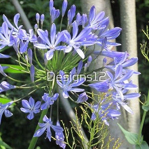 Agapanthus, fiore blu, fotografia A4, su carta lucida, foto d'arte floreale, fiore da parete, per lei, per Gardner, regalo di fiori, per lui,