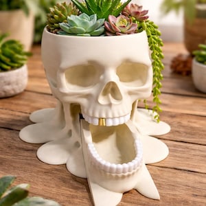 May include: A cream-colored skull-shaped planter with a melting base design. The skull features a detached lower jaw resting in front, white teeth, and a single gold-colored tooth. The top of the skull is filled with various green and pink succulents.