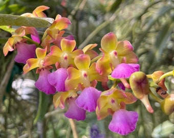 Perr. Bangkok Sunset (Aerides houlletiana x Vandachostylis Thai Noi