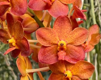 Vanda Fulford's Gold 'Mary Motes' AM/AOS (2819)