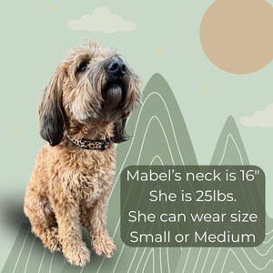 May include: A tan dog wearing a black and tan leopard print collar. The dog is sitting in front of a green background with mountain and sun illustrations. Text on the image states the dog's neck size is 16 inches and weighs 25 pounds.