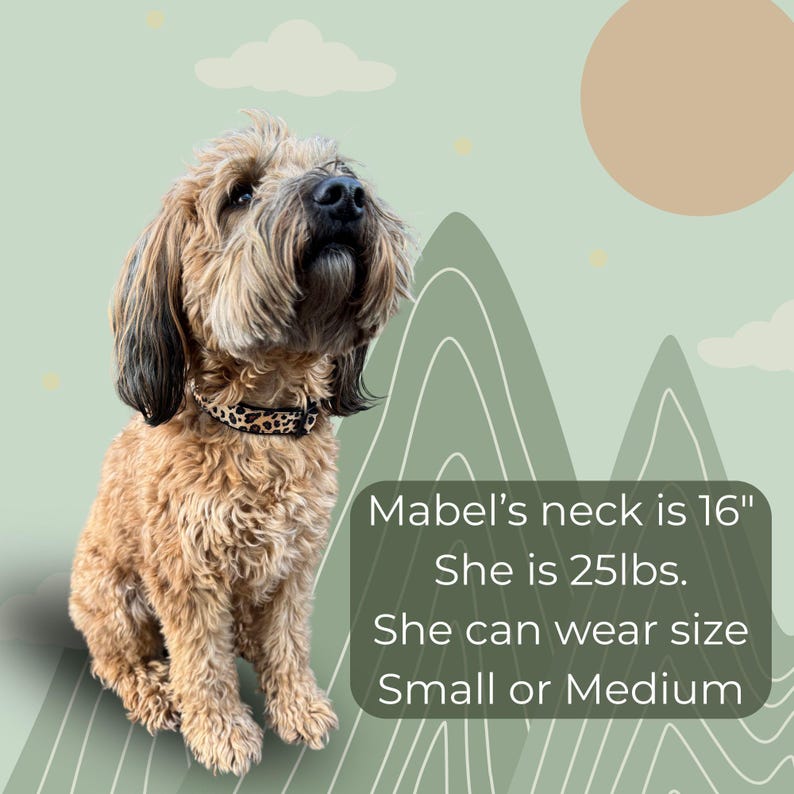 May include: A tan dog wearing a black and tan leopard print collar. The dog is sitting in front of a green background with mountain and sun illustrations. Text on the image states the dog's neck size is 16 inches and weighs 25 pounds.