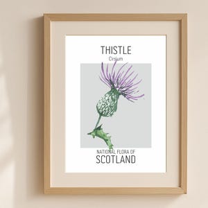 Thistle Wall Art Print, National Flower of Scotland Poster, Cirsium Botanical Illustration, Purple Wildflower Decor, Scottish Heritage Art