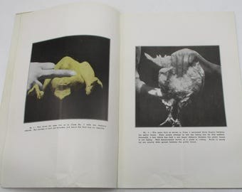 May include: Two images showing how to pluck a chicken. The first image shows a person plucking a yellow chicken. The second image shows a person plucking a white chicken.