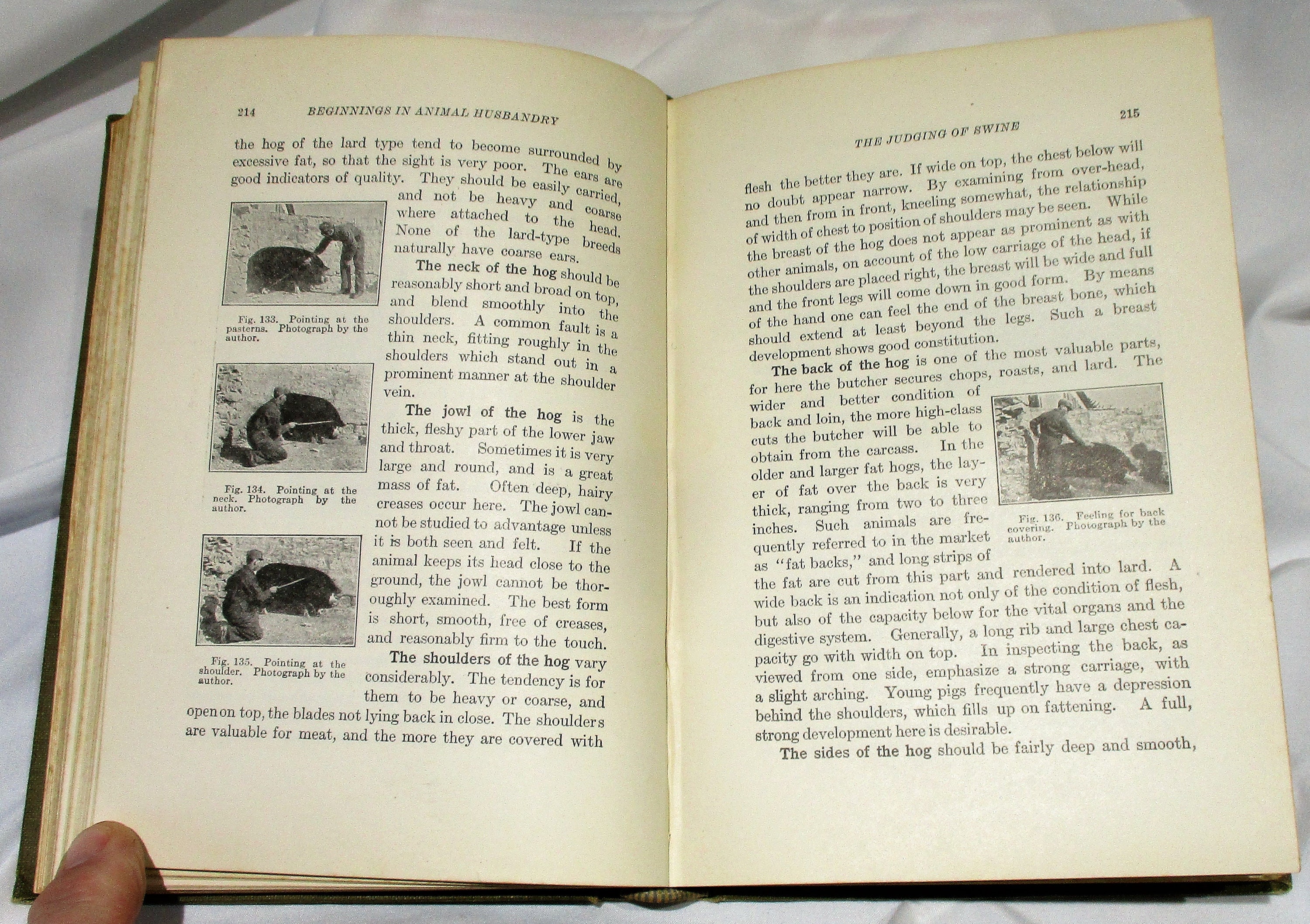 1921 Animal Husbandry Book Horse Cattle Sheep Swine Etsy