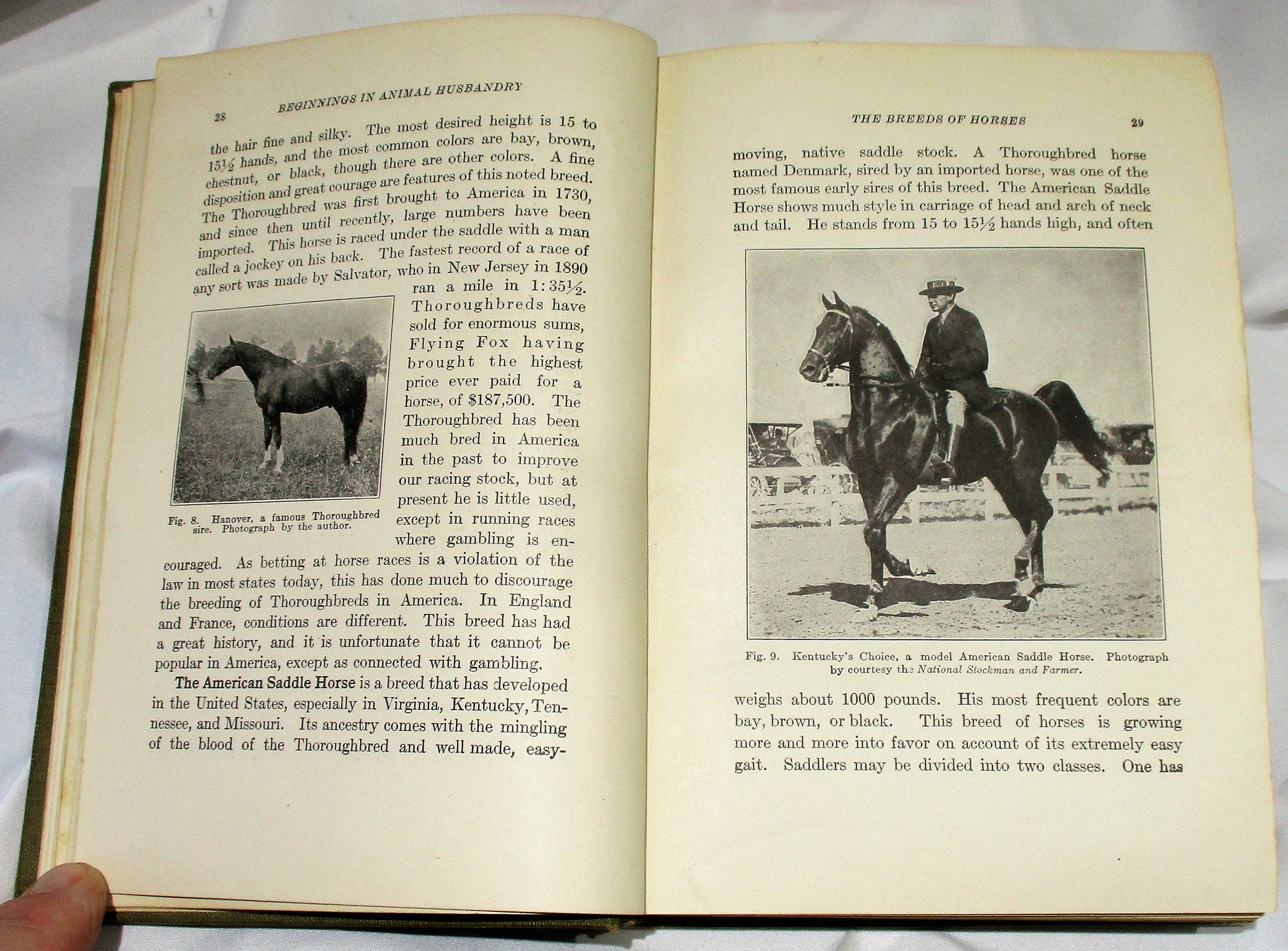 1921 Animal Husbandry Book Horse Cattle Sheep Swine Etsy