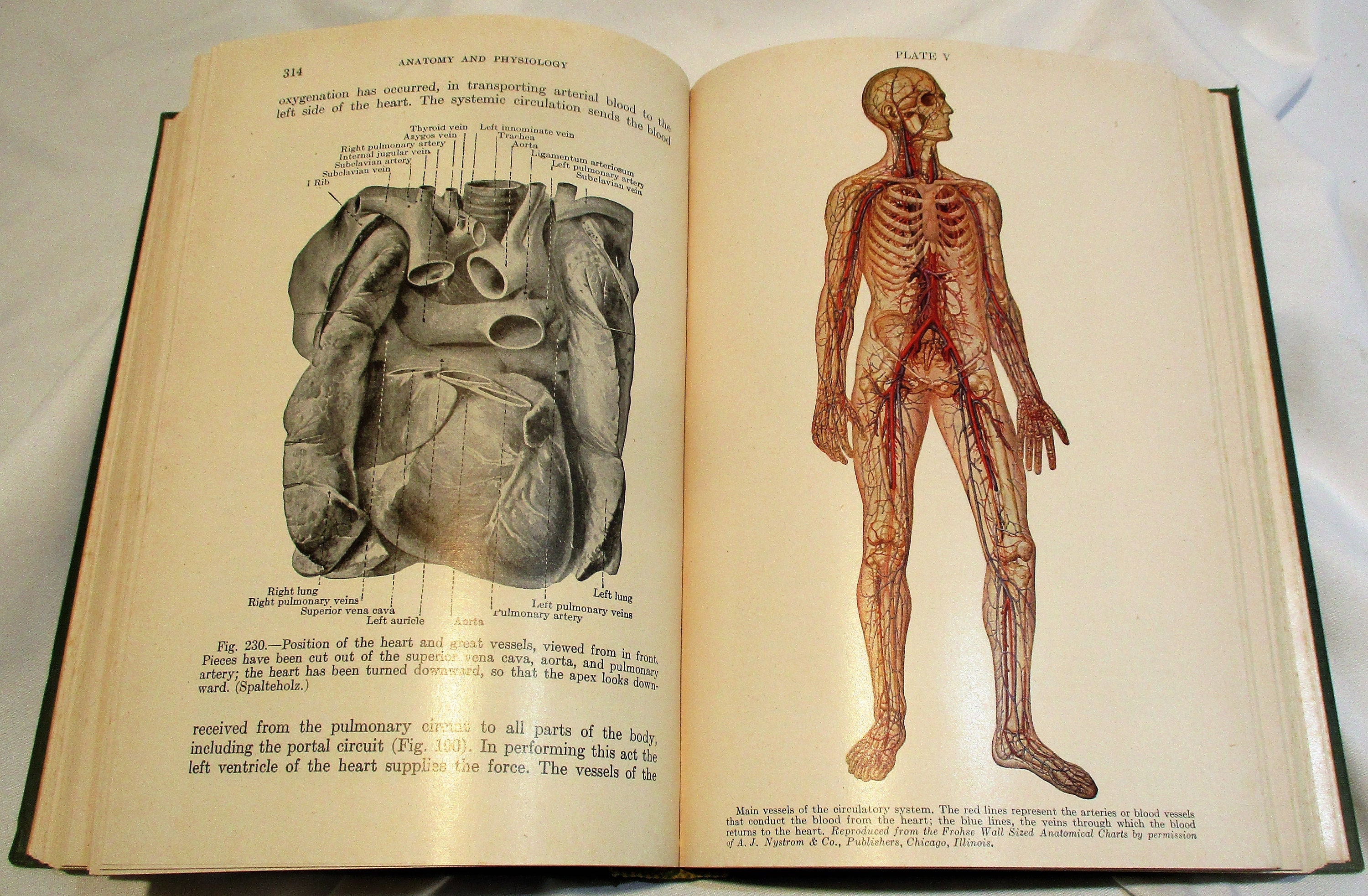 1950 Anatomy \u0026 Physiology Textbook: Vintage Medical Reference - Etsy, image size:3000x1965