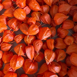 Könnte beinhalten: Nahaufnahme einer Ansammlung leuchtend orangefarbener Lampionblumen. Die papierartigen Hüllen sind herzförmig und umschließen die kleinen, runden Früchte. Das Bild zeigt die Textur und Farbvariationen der getrockneten Blumen.