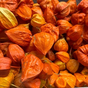 Könnte beinhalten: Nahaufnahme eines Haufens orangefarbener und gelber Lampionblumen. Die papierartigen Hüllen der Blüten sind leuchtend orange, einige weisen gelbliche Farbtöne auf. Das Bild ist eine Nahaufnahme, die die Textur und die Details der Blüten zeigt.