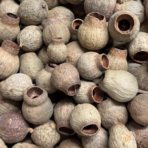 Eukalyptusfrucht - getrocknete Früchte/Zapfen * zum Basteln und Dekorieren 2-5 cm * Naturprodukt *
