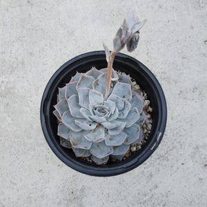 May include: A succulent plant with pale blue-green leaves in a black plastic pot. The plant has a central rosette shape with a tall, slender stem bearing a cluster of buds. The pot is filled with small pebbles.