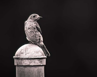 Eastern Bluebird Fine Art Print, Black and White Bird Photography