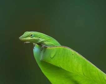 Anole Print, Green Anole, Lizard Print, Macro Photography, Nature Photography, Wall Art, Home Decor