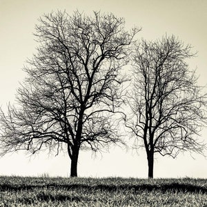 Twin Trees Print, Winter Trees Photography, Black and White Wall Art