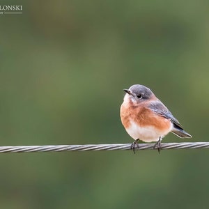 Cute Bluebird Print, Bird Photography, Eastern Bluebird, Nature Photo, Cute Animals, Wall Art, Fine Art Photography image 1