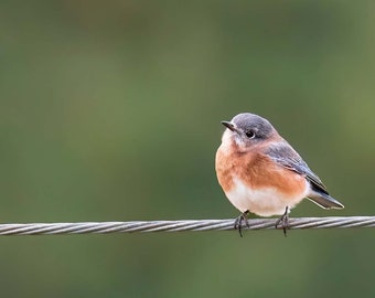 Cute Bluebird Print, Bird Photography, Eastern Bluebird, Nature Photo, Cute Animals, Wall Art, Fine Art Photography