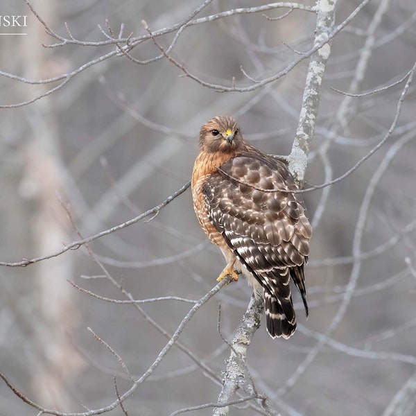 Red-Shouldered Hawk Print, Hawk Photo, Wildlife Photo, Bird Lover Gift, Bird Photo, Wall Art, Home Decor, Raptor Photo, Hawk