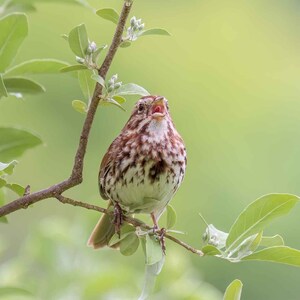 Singing Song Sparrow Fine Art Photograph, Bird Lover Gift