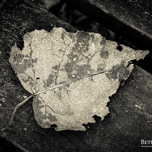 Black & White Leaf Print, Fallen Leaf, Black and White Photo, Nature Photo, Autumn Leaf, Wall Art, Home Decor