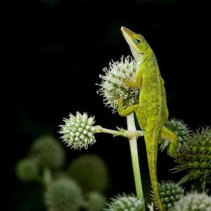 Anole Print, Green Anole, Lizard Print, Animal Photo, Macro Photography, Nature Photo, Wall Art, Native Plants, Garden Art