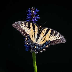 Eastern Tiger Swallowtail Print, Yellow Butterfly, Butterfly Photo, Tiger Swallowtail, Butterfly Art, Wall Art, Home Decor