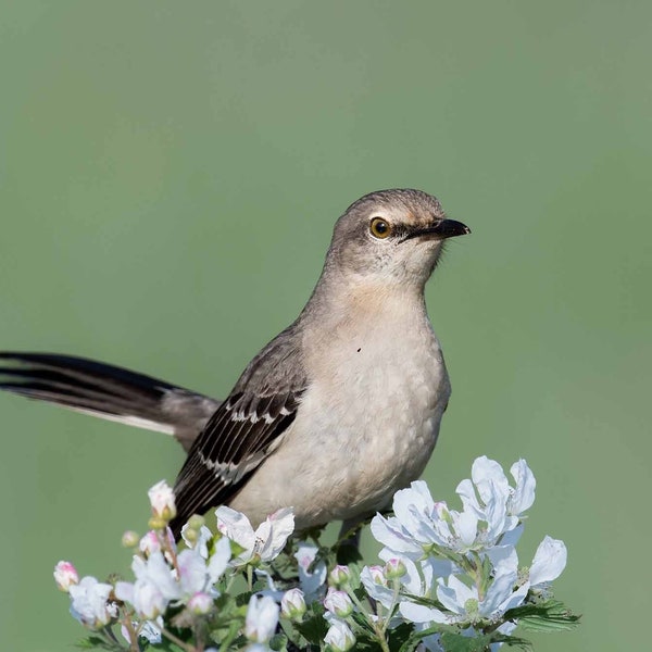 Mockingbird Etsy