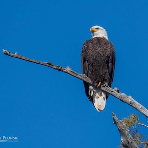Bald Eagle Print, Bald Eagle, Wildlife Photography, Bird Lover Gift, Bird Photo, Wall Art, Home Decor, Raptor Photo, Eagle