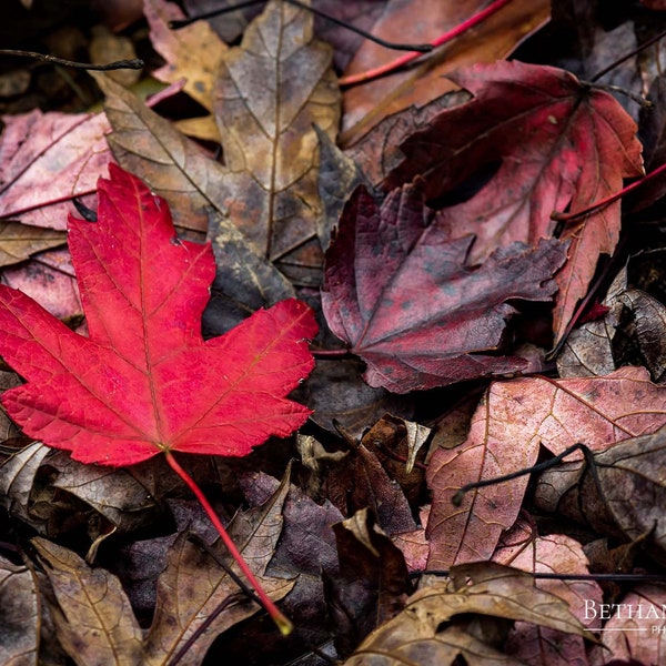 Red Maple Leaf Print, Fallen Leaf, Nature Photo, Wall Art, Fall Decor, Autumn Leaves, Fall Colors, Fine Art Photography