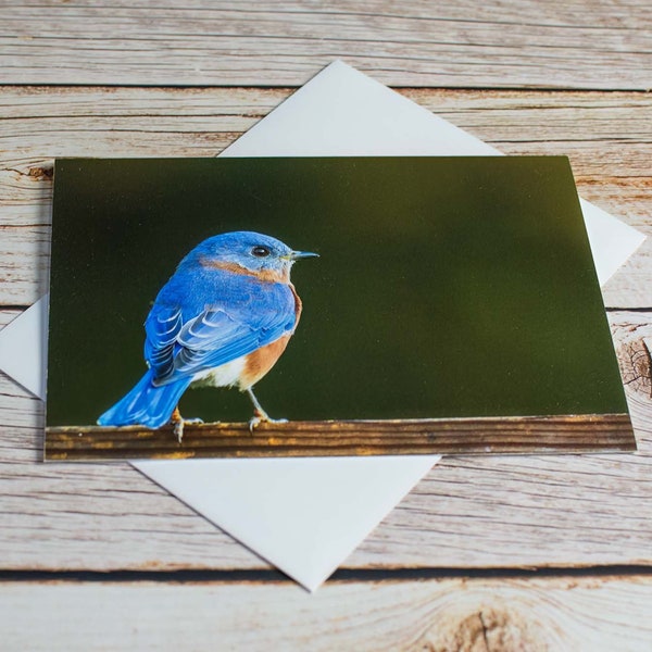 Individual Bluebird Greeting Card with Envelope, Blank Notecard, All Occasion Greeting Card, Gift for Bird Lover, Frameable Eastern Bluebird