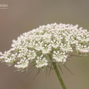 Queen Anne&#39;s Lace Print, Wildflower Print, White Flower, Wall Art, Home Decor, Nature Photography, Neutral Decor, Wild Carrot