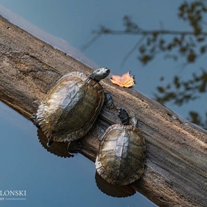 Turtle Friends, Two Turtles on a Log, Animal Art, Turtle Print, Wildlife Photography, Nature Photo, Wall Art, Home Decor