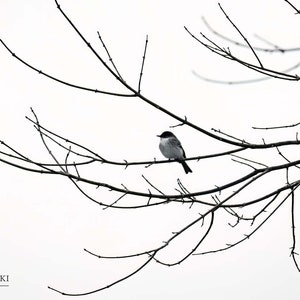 Winter Phoebe, Eastern Phoebe Bird Print, Black and White Photography, Minimalist Wall Art bild 1
