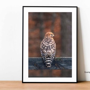 Red-Shouldered Hawk Portrait, Hawk Photo, Wildlife Photo, Bird Lover Gift, Bird Photo, Wall Art, Home Decor, Raptor Photo, Hawk