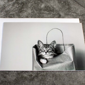 Adorable Cat Card, Individual Kitten Greeting Card with Envelope, Cat Lover Gift, Blank Notecard, All Occasion Greeting Card, Frameable Art