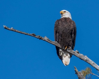 Majestic Bald Eagle Photography Print, Wildlife Wall Art, Raptor Photo
