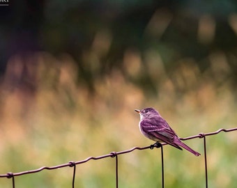 Bird on a Fence Print, Eastern Wood Pewee, Bird Photography, Wall Art, Nature Photography, Bird Lover Gift